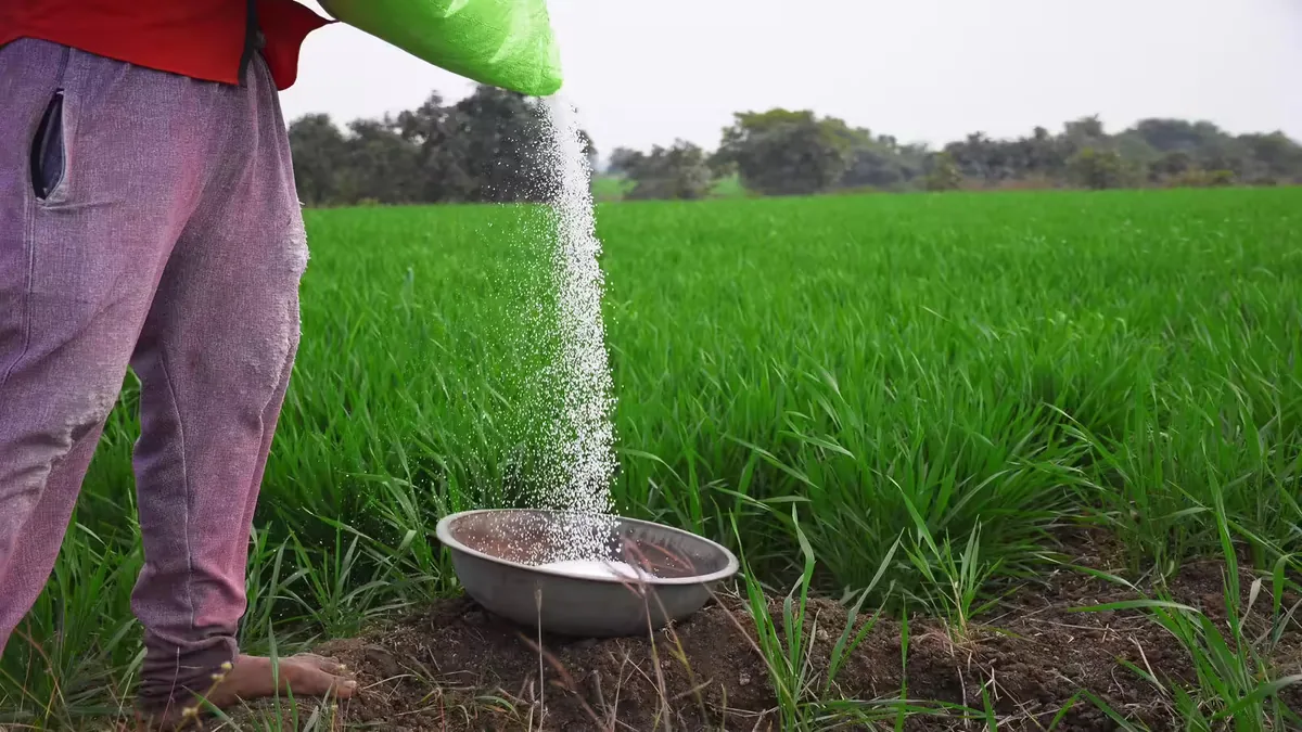 Use of organic manure in the field